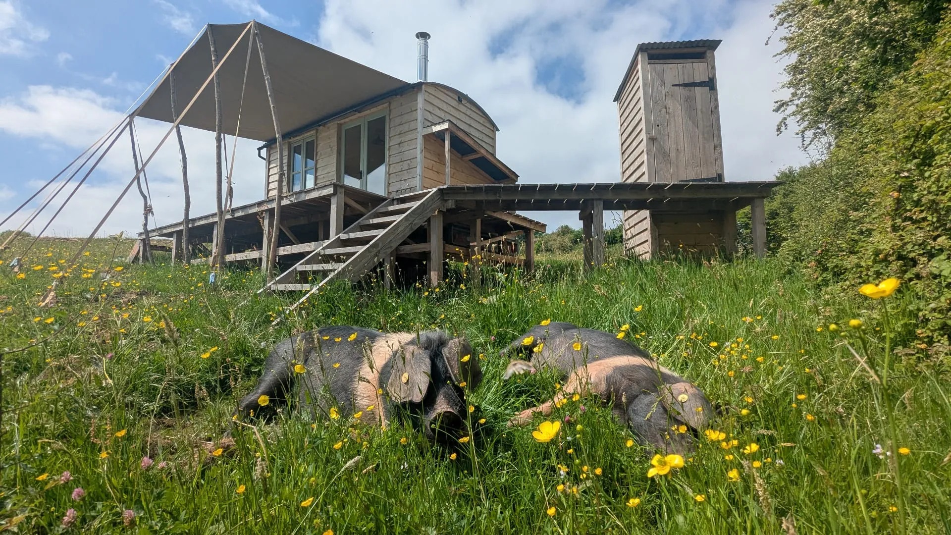 Off-grid cabin at the Grange Project with pigs resting in the meadow