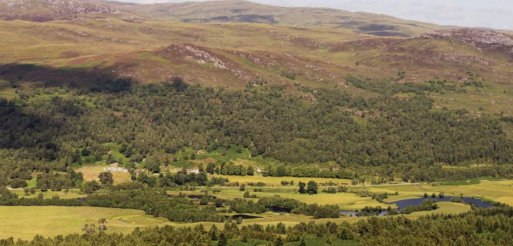 Caledonian pine forest restoration at Dundreggan Estate in the Scottish Highlands with native Scots pine
