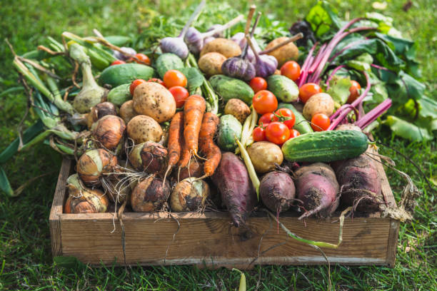 Market garden at the Grange