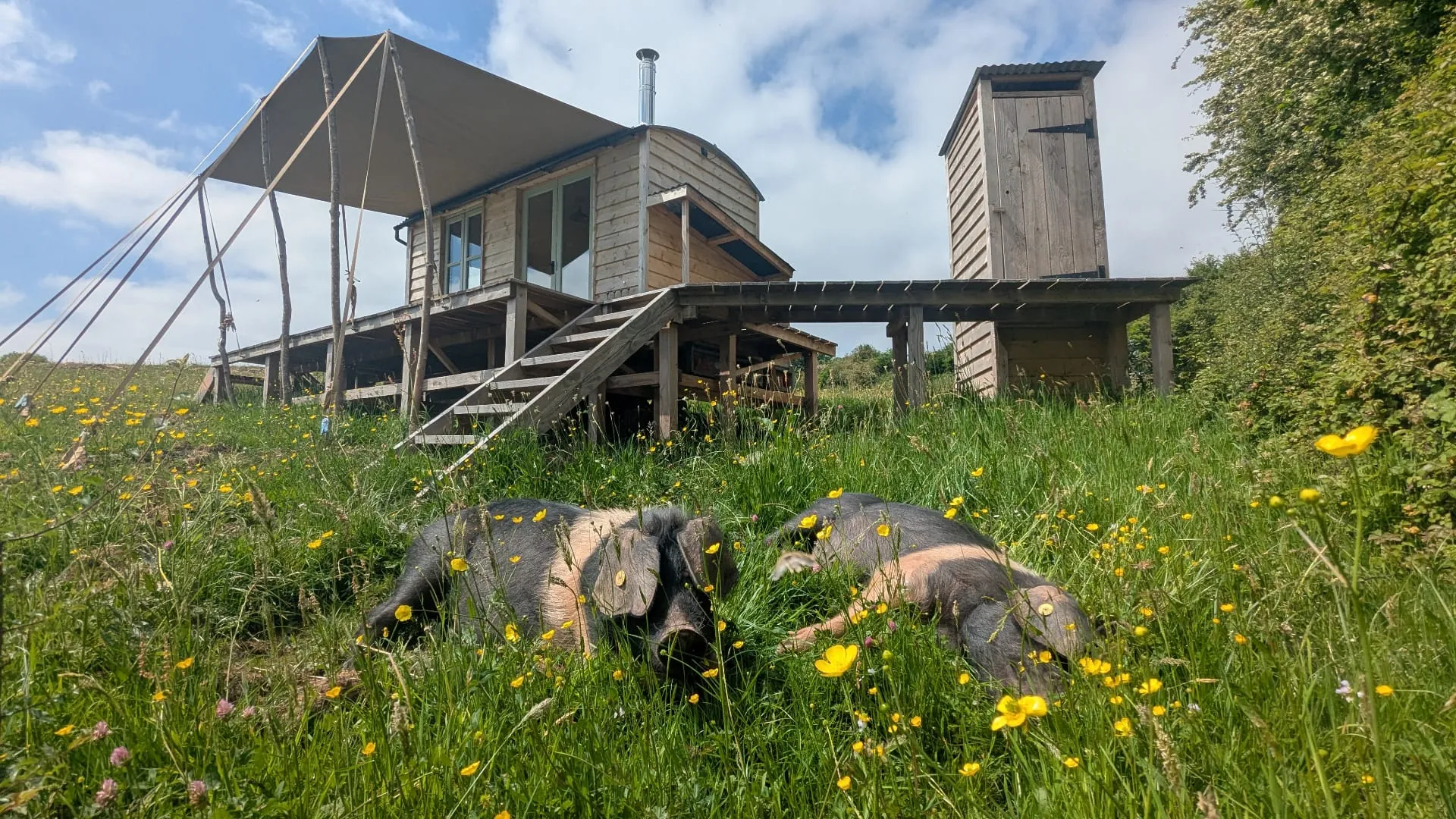 Oxford Sandy and Black pigs resting in a buttercup meadow beside the cabin
