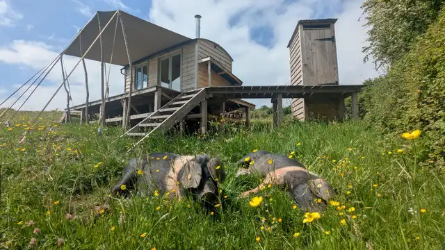 Free-roaming pigs as part of the rewilding work in Monmouthshire