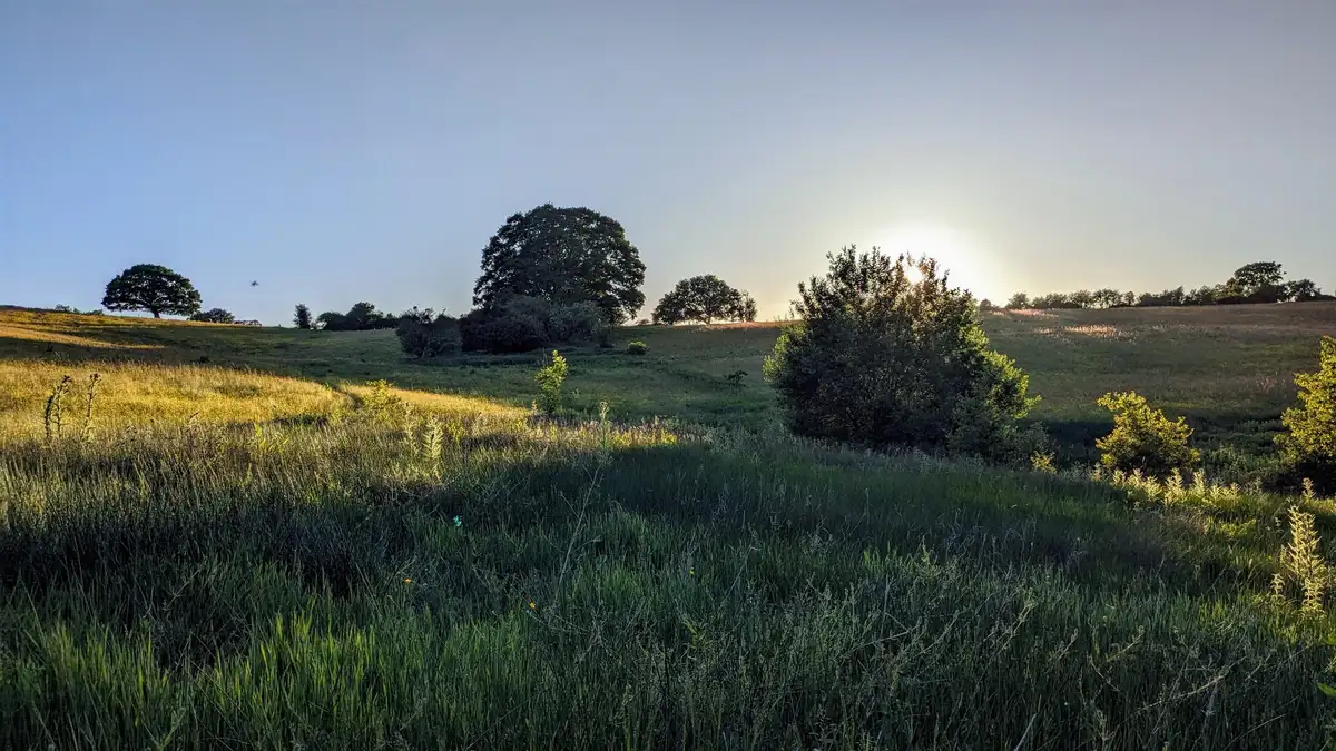 Native wildflowers attracting pollinators in restored meadow