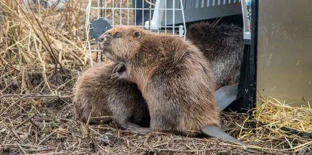 Two beavers leaving a transport crate at a release site