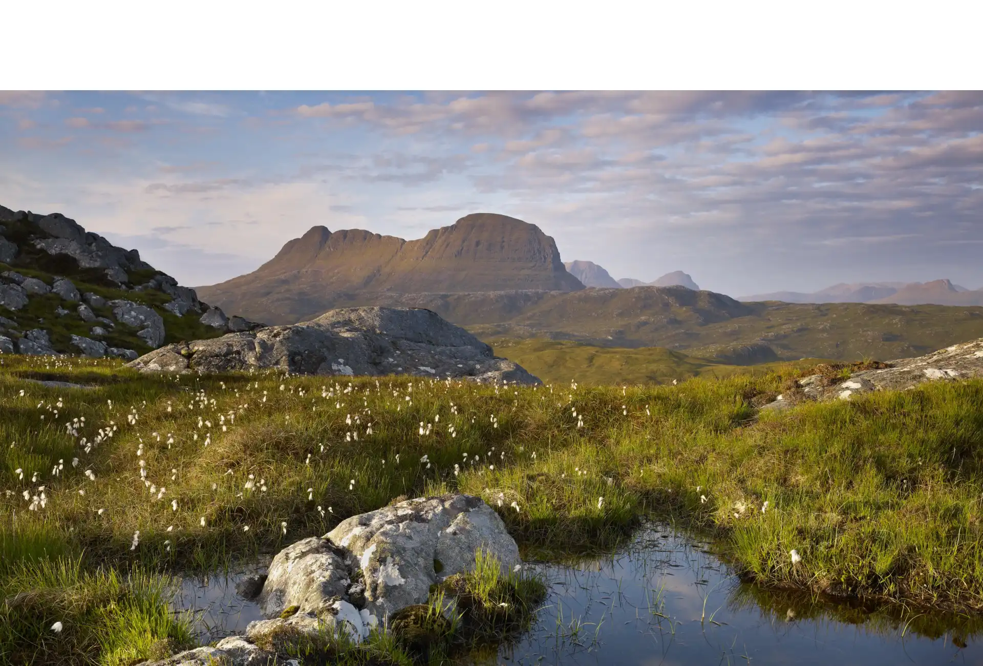 Wild peatland pools and cotton grass below Suilven in Assynt, north-west Scotland, land cared for by the John Muir Trust