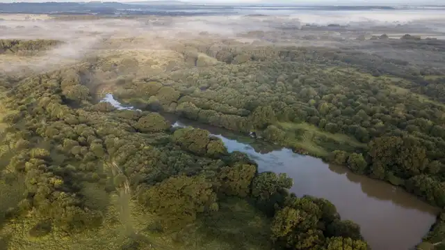 Mist over the rewilded wooded landscape and river at Knepp in West Sussex