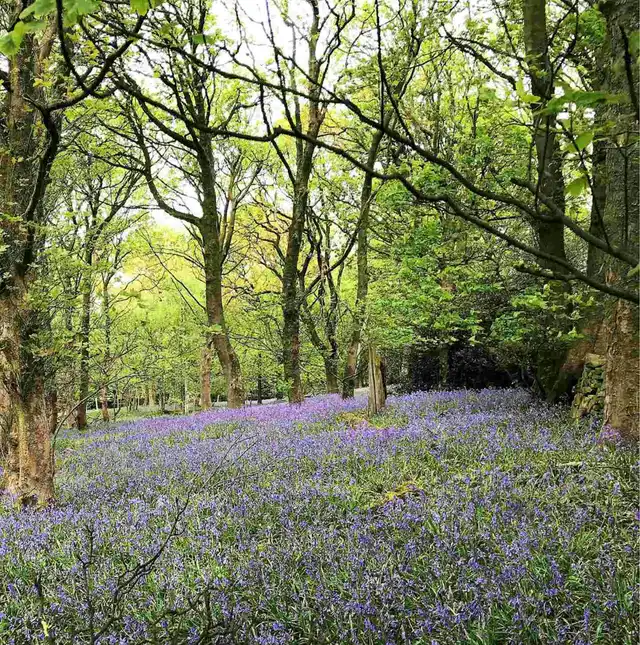 Wildflowers and native trees at a Make It Wild restoration site in North Yorkshire