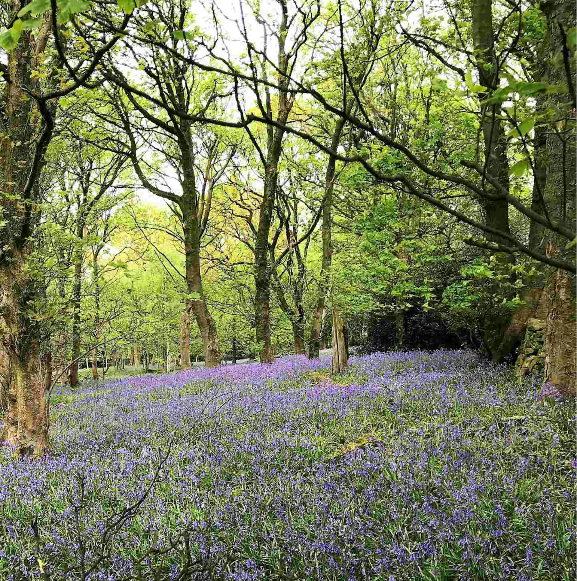 Bluebells flowering through open native woodland at a Make It Wild site