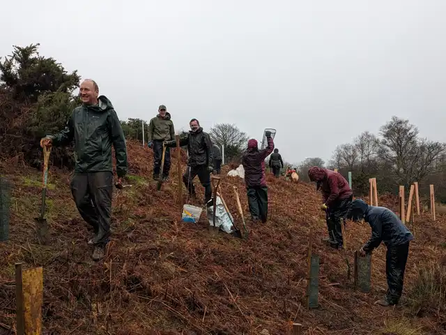 Volunteers planting native saplings on a Devon hillside