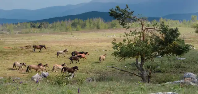 Wild-living horses grazing on the Lika Plains in Croatia