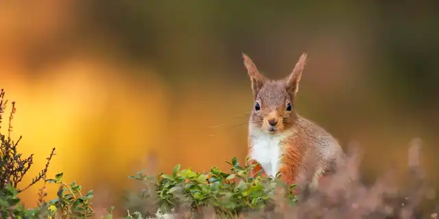 A rewilding landscape in the Scottish Highlands