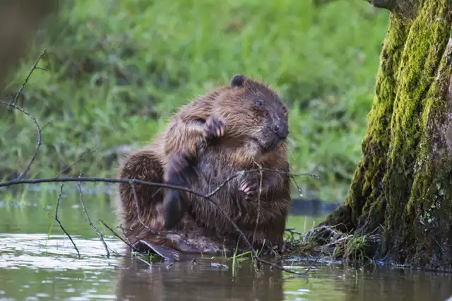 A Eurasian beaver grooming at the water’s edge beside a mossy tree