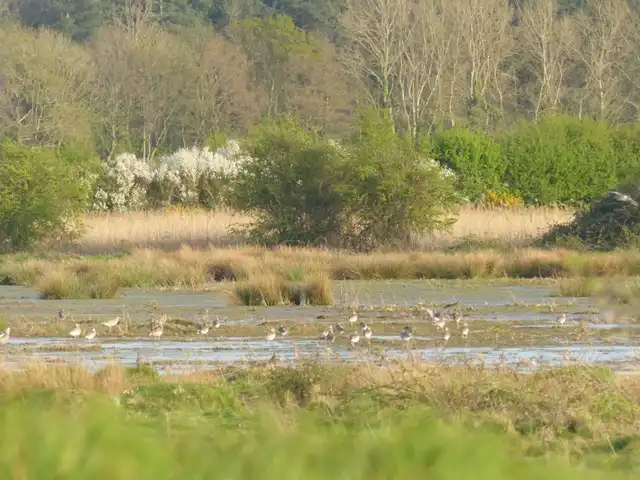 Restored wetland and scrub at Wild Ken Hill in west Norfolk
