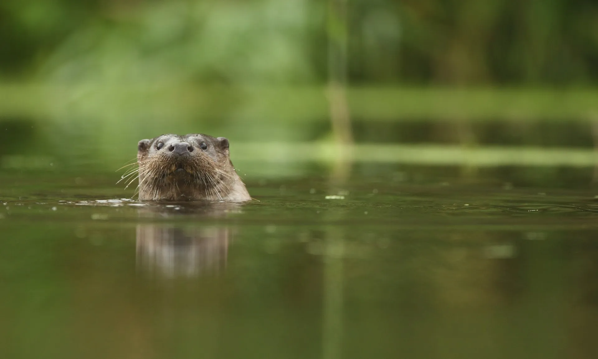 A wild otter surfacing on a river in Hertfordshire