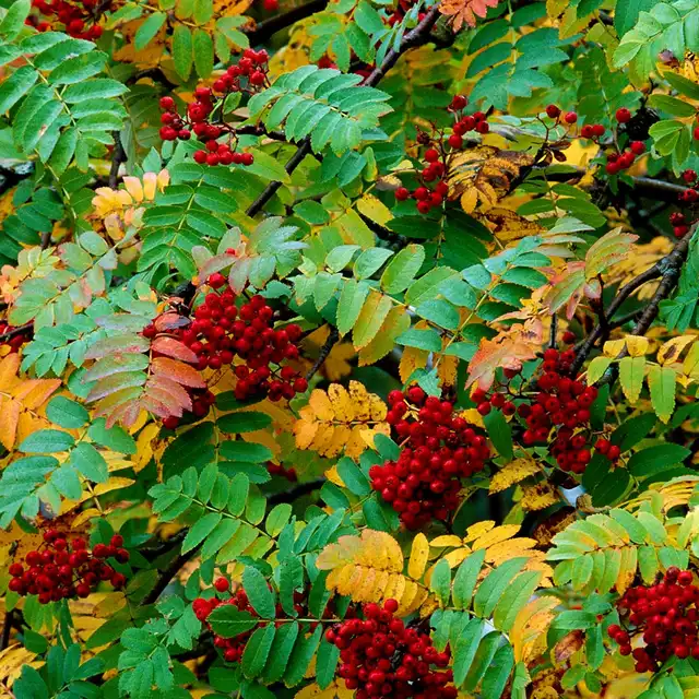 Rowan leaves and berries in autumn in a Woodland Trust wood