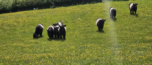 Longhorn cattle used for conservation grazing in British meadowland