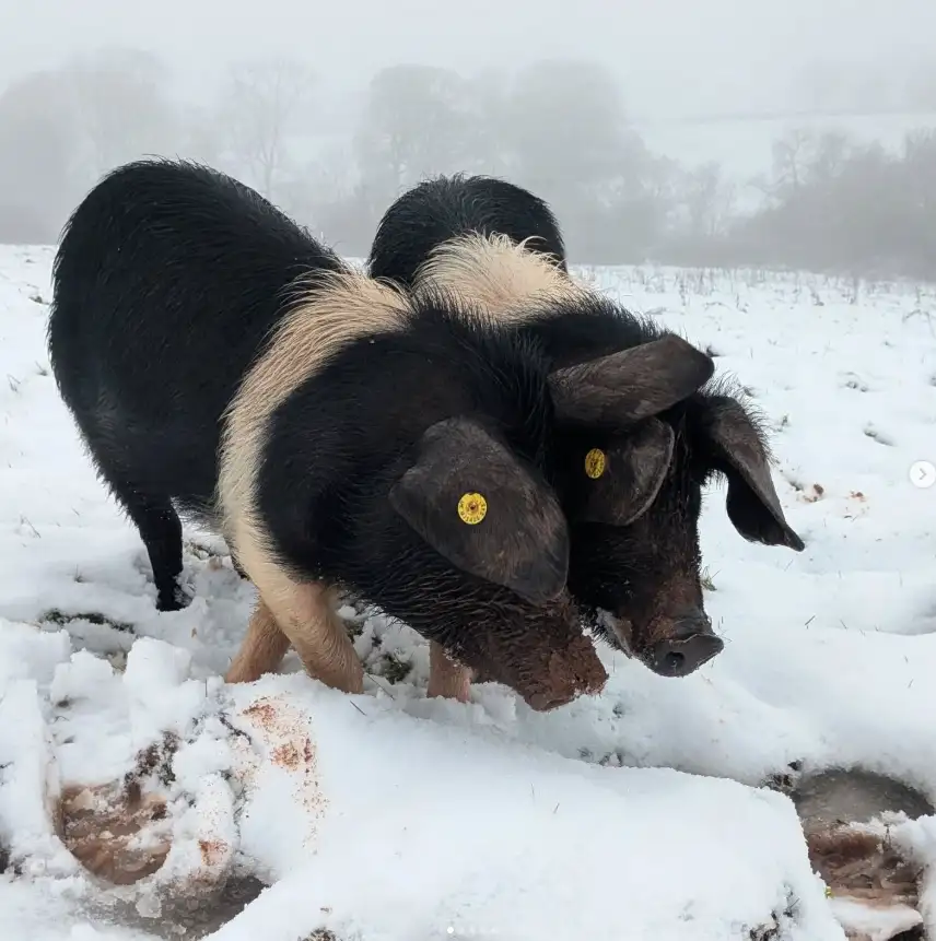 Oxford Sandy and Black pigs foraging in winter snow