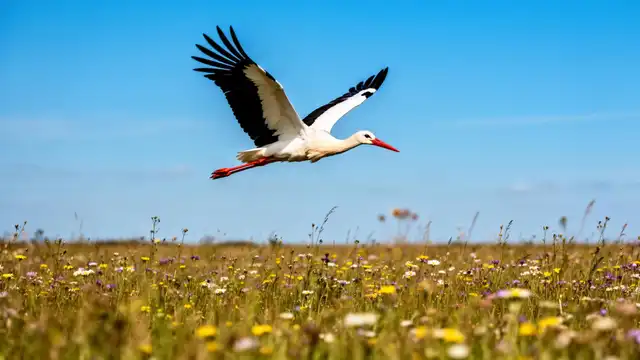 White stork nesting at Knepp Estate, Sussex, part of UK reintroduction programme