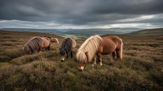 Wild Exmoor ponies grazing on moorland in a UK rewilding project