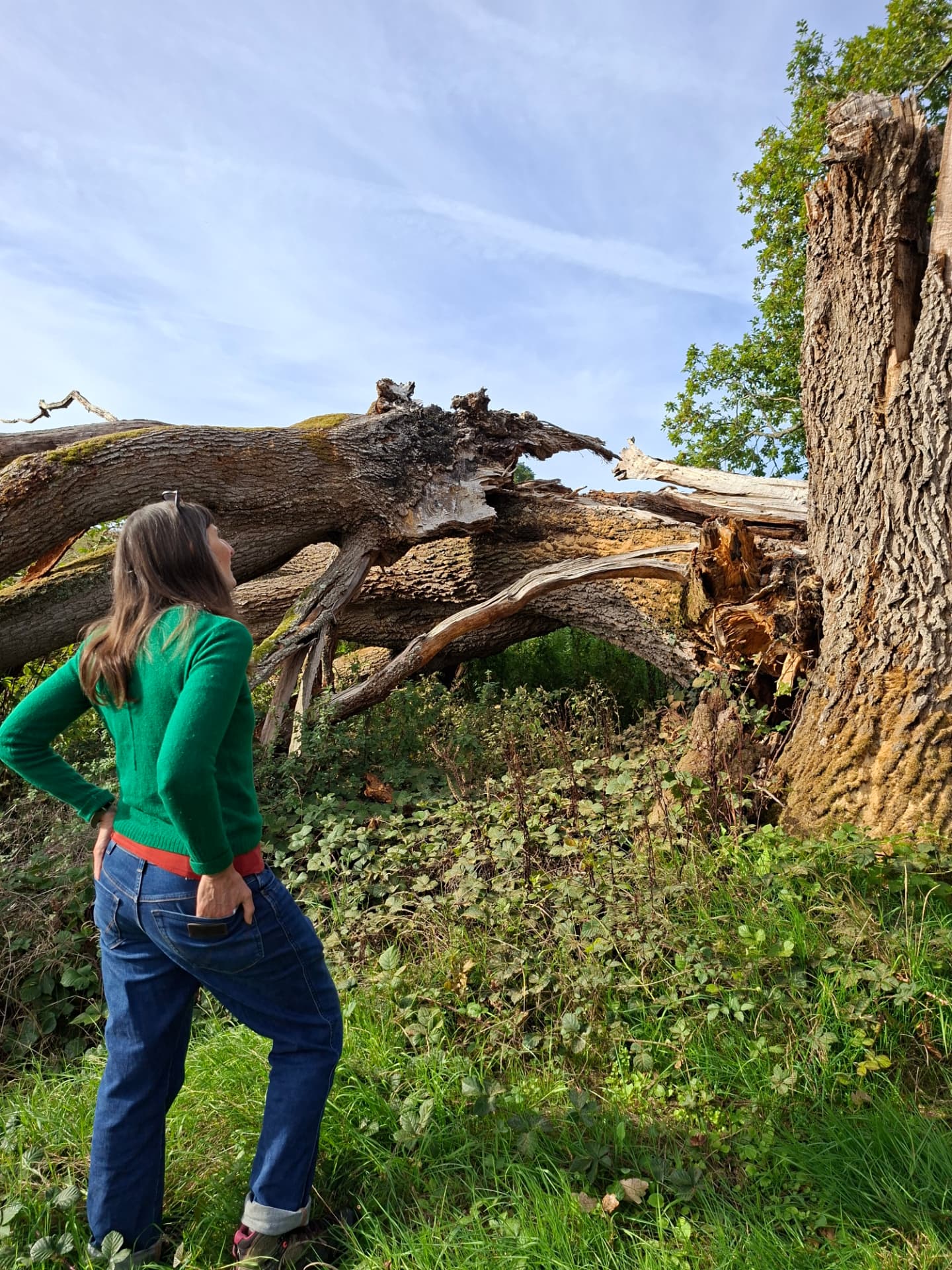A woman looking up at a fallen oak limb