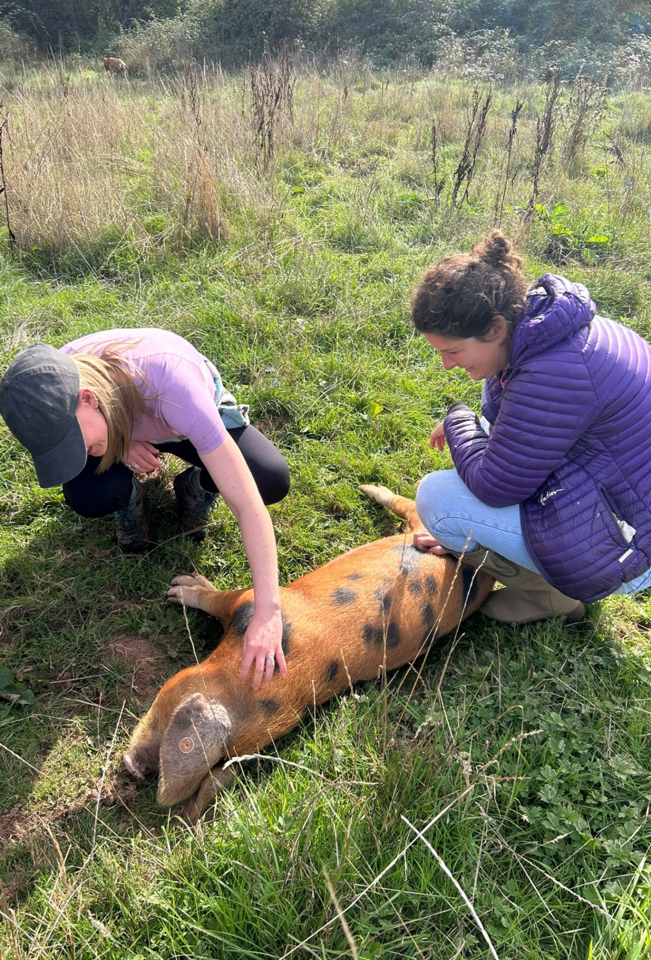 Two people crouching to greet a pig in long grass