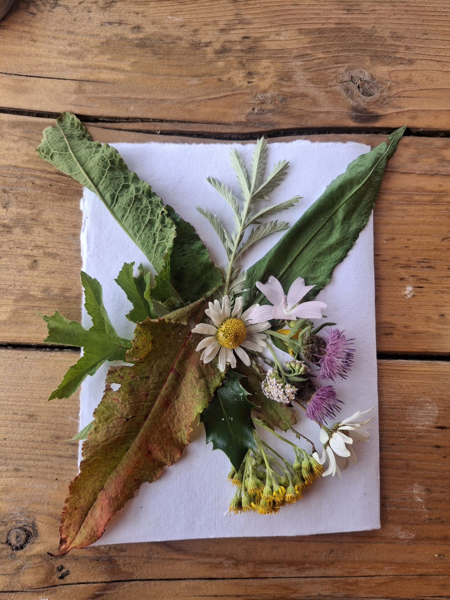 Wild flowers and leaves arranged on handmade paper